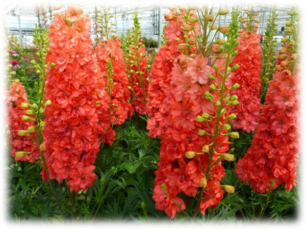 Delphinium elatum 'Red Lark'