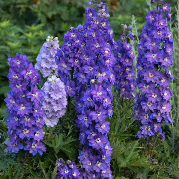 Delphinium NEW MILLENNIUM™ 'Stars'