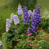 Delphinium NEW MILLENNIUM™ 'Stars'