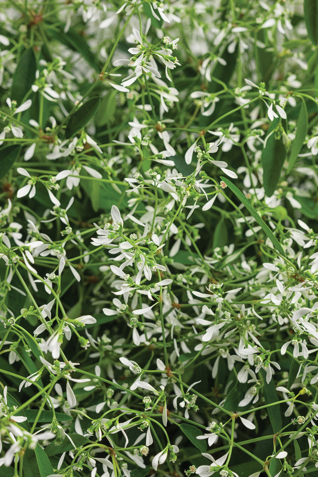 Euphorbia hybrid 'Diamond Mountain®'