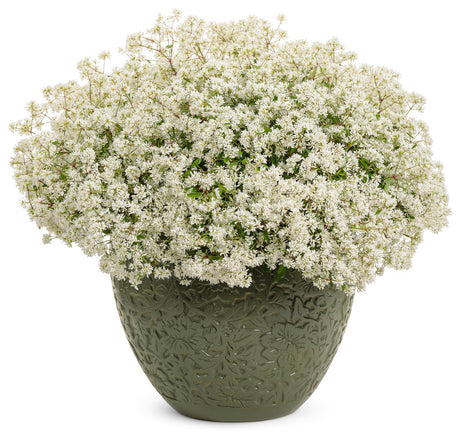 Euphorbia hybrid 'Diamond Snow®' in decorative pot