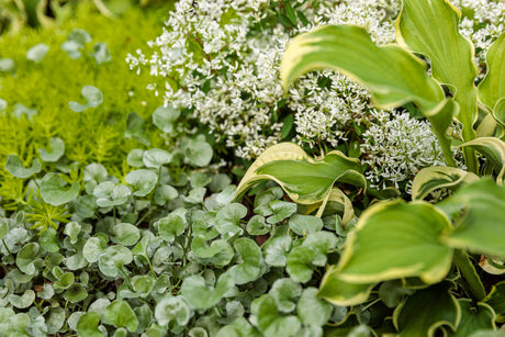 Euphorbia hybrid 'Diamond Snow®'