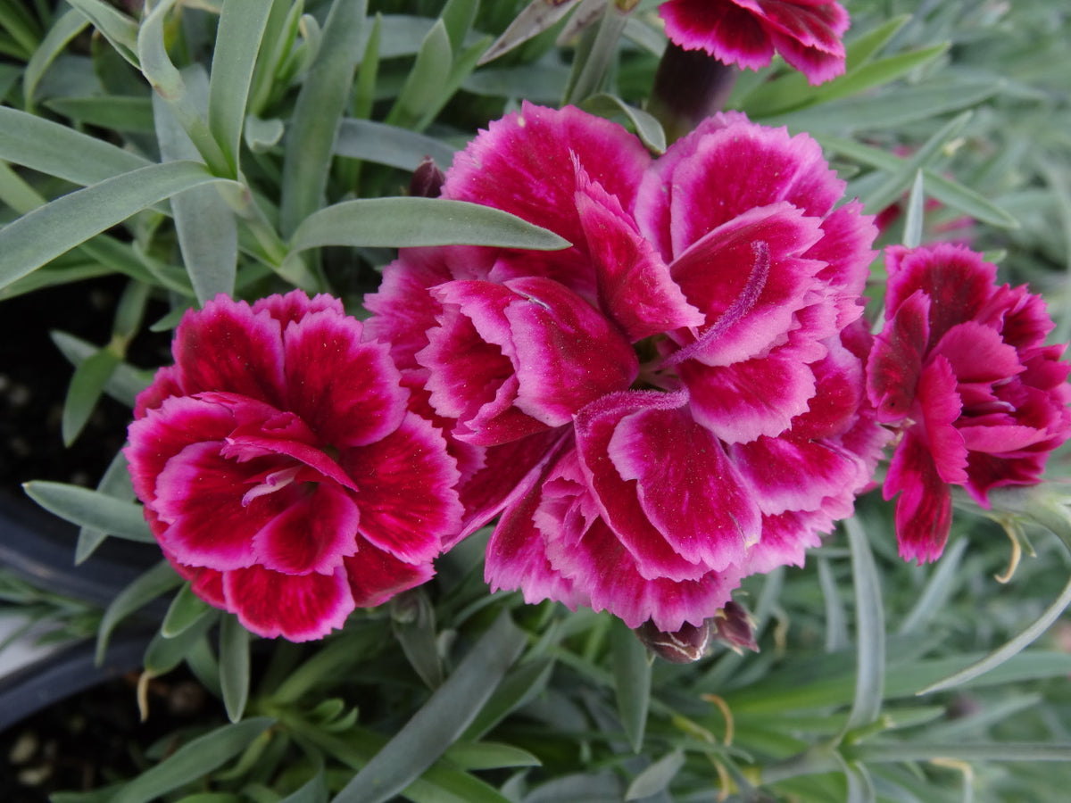 Dianthus hybrid EverLast™ 'Burgundy Blush' – Romence Gardens & Greenhouses