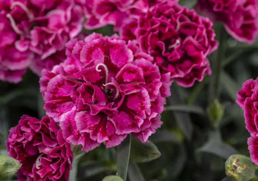 Dianthus Constant® Beauty 'Crush Rose'