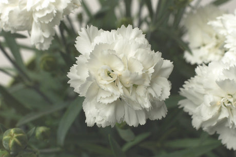 Dianthus Early Bird™ 'Frosty'