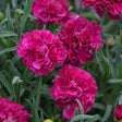 Dianthus Fruit Punch® 'Funky Fuchsia' close up