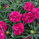 Dianthus Fruit Punch® 'Funky Fuchsia' close up