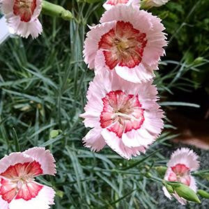 Dianthus American Pie® 'Georgia Peach Pie'