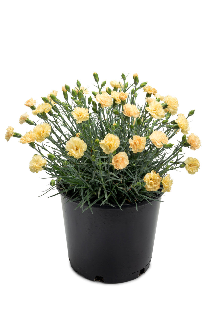 Romence Gardens Dianthus