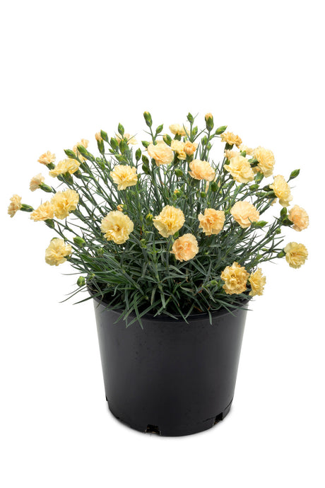 Dianthus Promotional™ Line 'Hello Yellow'