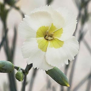 key lime pie succulent bloom Dianthus American Pie® 'Key Lime Pie' – Romence Gardens & Greenhouses