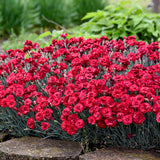 Dianthus FRUIT PUNCH® 'Maraschino'