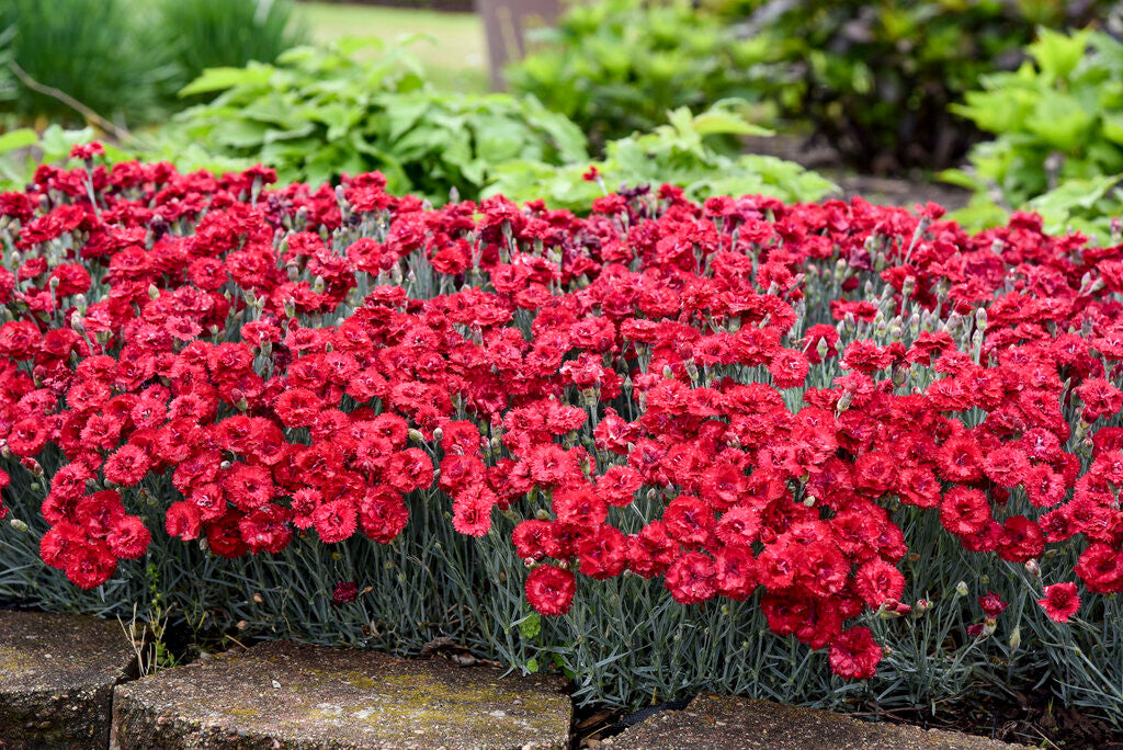 Dianthus FRUIT PUNCH® 'Maraschino'