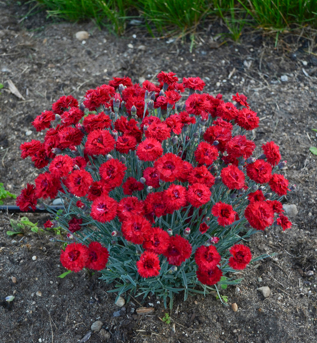 Dianthus FRUIT PUNCH® 'Maraschino'