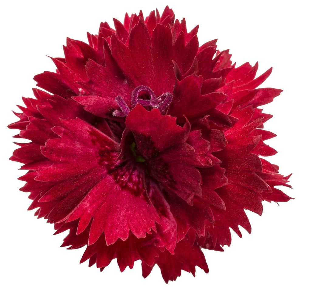 Dianthus FRUIT PUNCH® 'Maraschino'