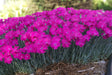 Dianthus Star™ Single 'Neon Star'