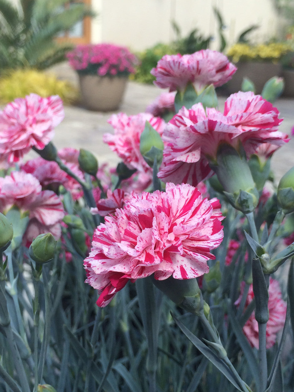 Dianthus Promotional™ Line 'Pinball Wizard' – Romence Gardens