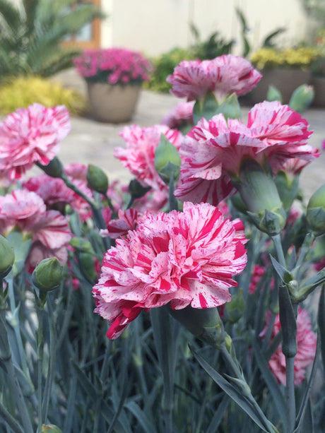 Dianthus Promotional™ Line 'Pinball Wizard'