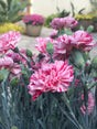 Dianthus Promotional™ Line 'Pinball Wizard'