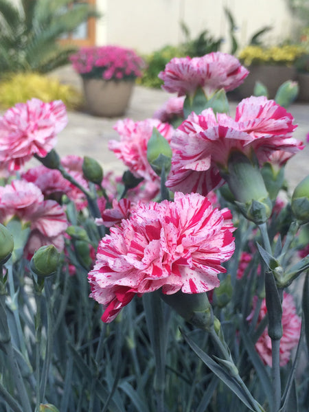 Dianthus Promotional™ Line 'Pinball Wizard' – Romence Gardens