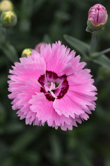 Dianthus Star™ Double 'Pop Star'