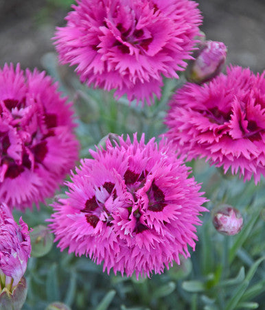 Dianthus FRUIT PUNCH® 'Spiked Punch'