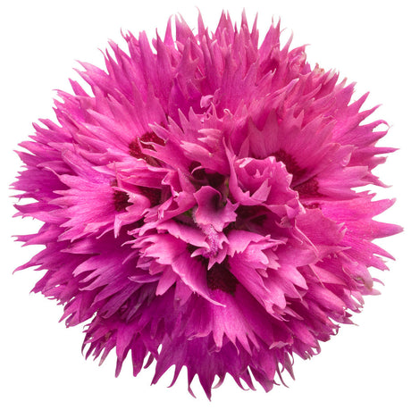 Dianthus FRUIT PUNCH® 'Spiked Punch' bloom