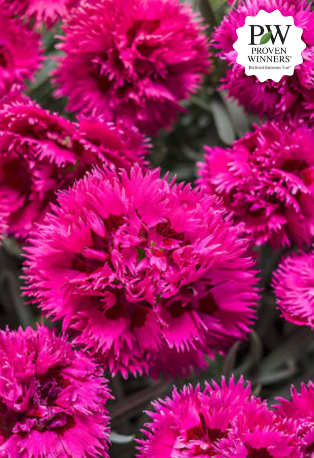 Dianthus FRUIT PUNCH® 'Spiked Punch' close up