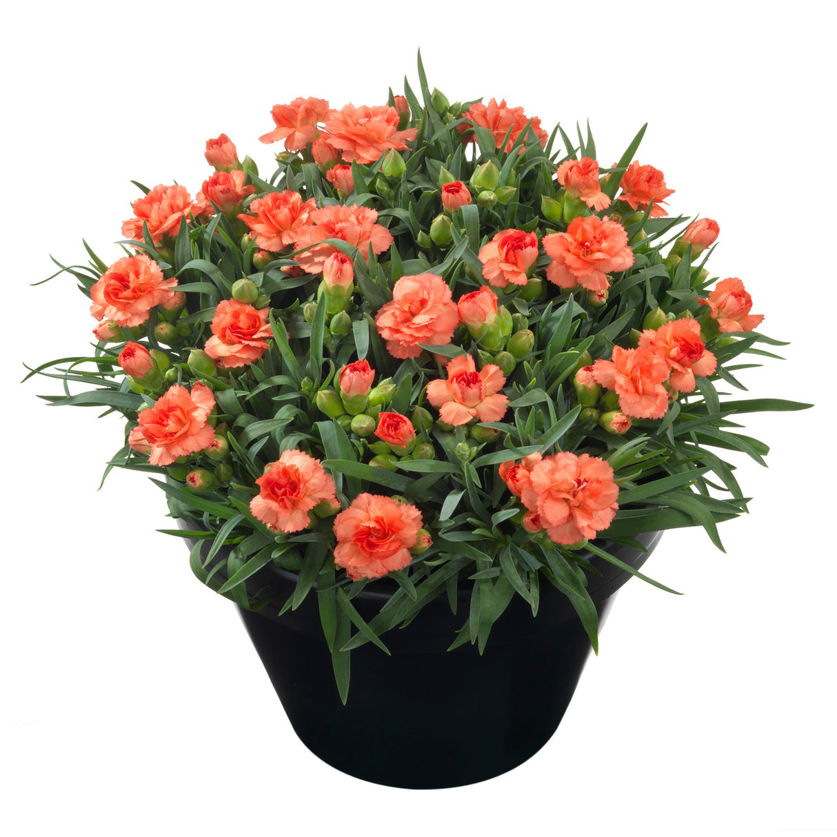 Dianthus 'Sunflor Cody'