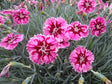 Dianthus Star™ Single 'Superstar'