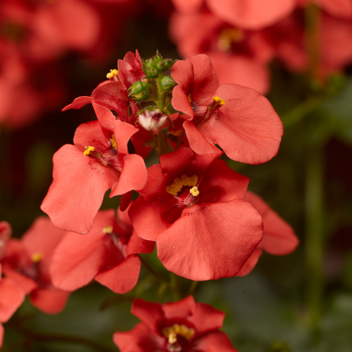 Diascia barberae 'Darla® Deep Salmon'