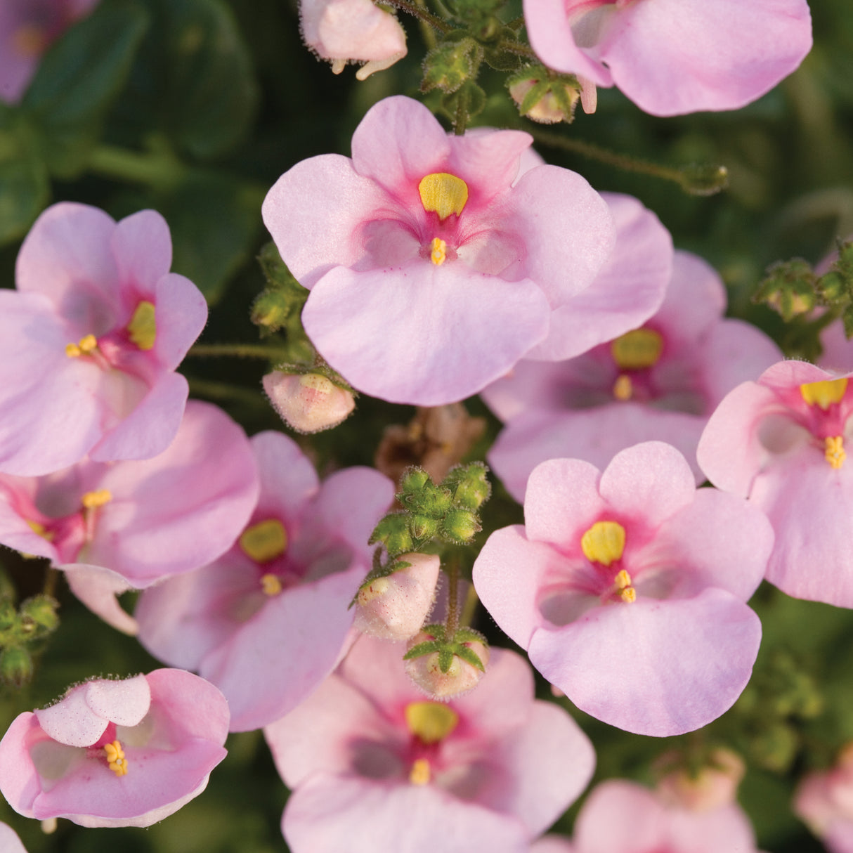 Diascia barberae 'Darla® Light Pink'