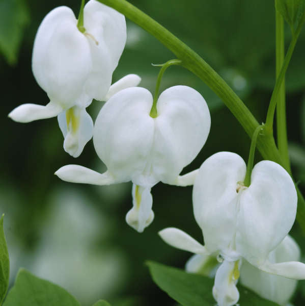 Dicentra spectabilis 'Alba'