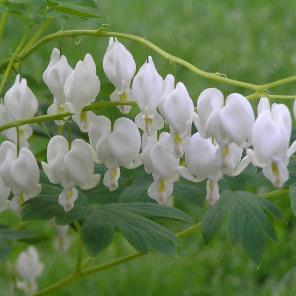 Dicentra spectabilis 'Alba'