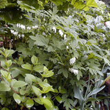 Dicentra spectabilis 'Alba'