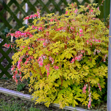 Dicentra spectabilis 'Gold Heart'