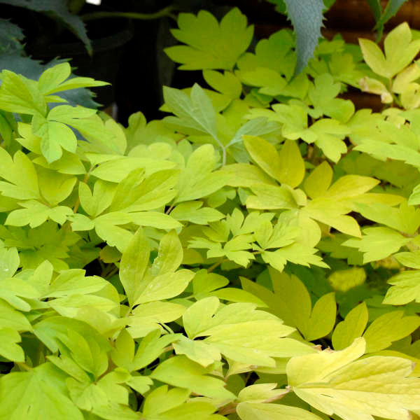 Dicentra spectabilis 'Gold Heart' foliage