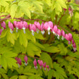 Dicentra spectabilis 'Gold Heart'