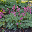 Dicentra formosa 'Luxuriant'