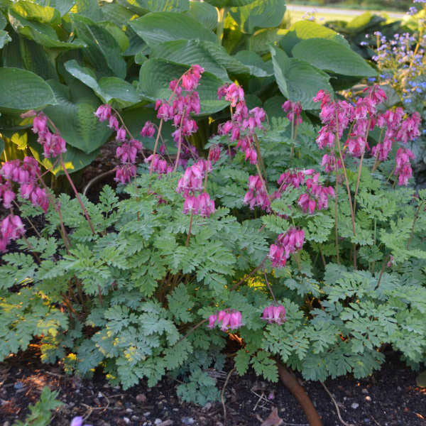 Dicentra formosa 'Luxuriant'