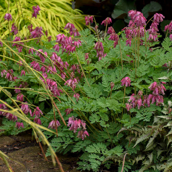 Dicentra formosa 'Luxuriant'