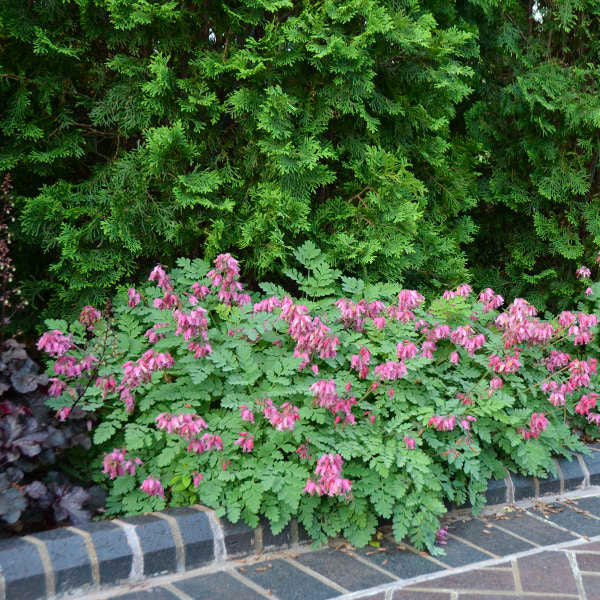 Dicentra formosa 'Luxuriant'