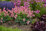 Dicentra 'Pink Diamonds'