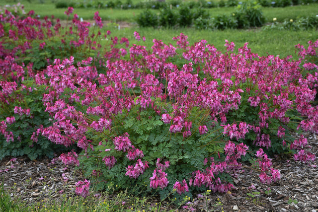 Dicentra 'Pink Diamonds'