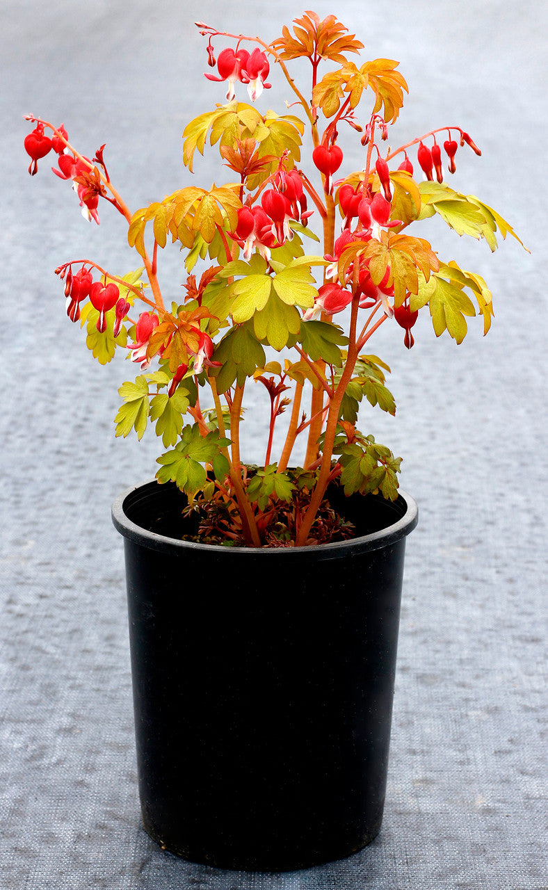 Dicentra spectabilis ‘Ruby Gold’