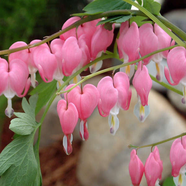 Dicentra spectabilis