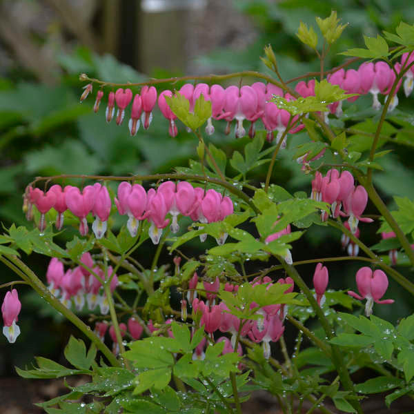 Dicentra spectabilis