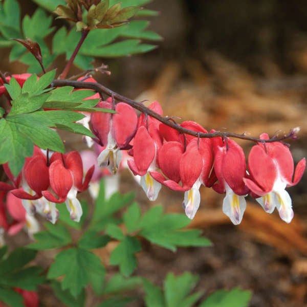 Dicentra spectabilis 'Valentine'