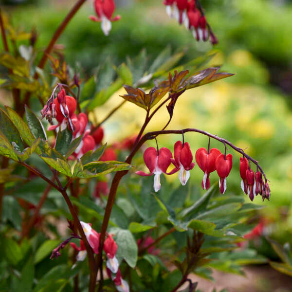 Dicentra spectabilis 'Valentine'