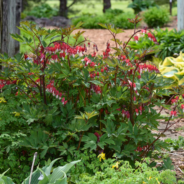 Romence Gardens Dicentra spectabilis Valentine - Thumbnail 4